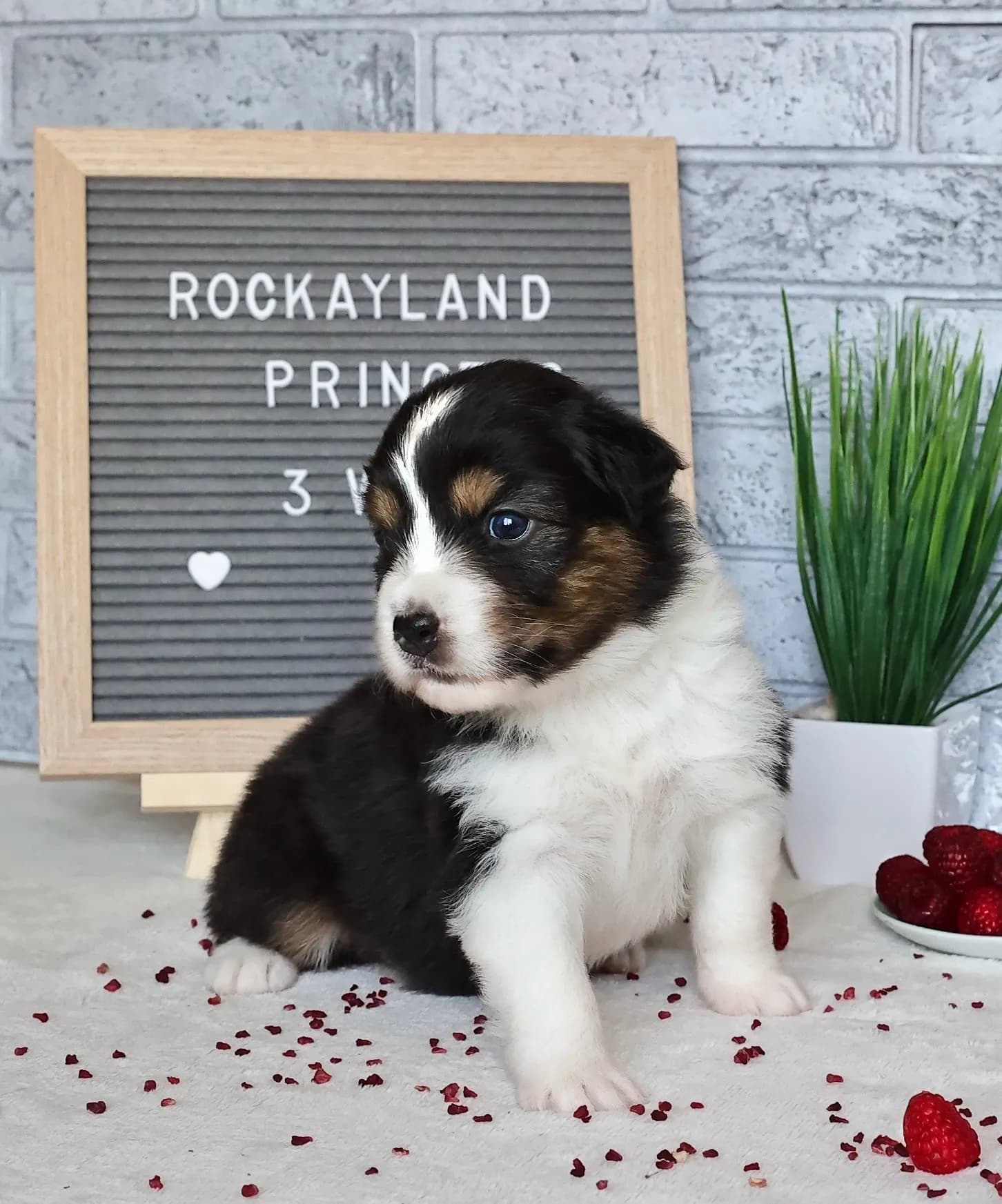 Австралийская овчарка Rockayland Whatever You Want