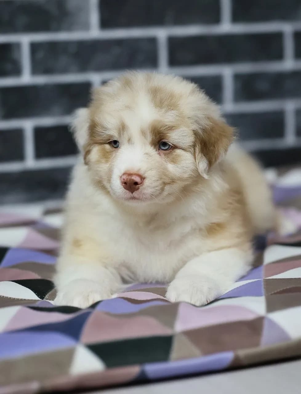 Австралийская овчарка Клайтон